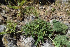 Acaena pinnatifida californica