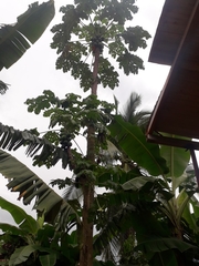 Carica papaya