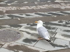Larus argentatus