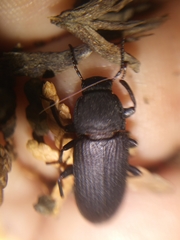 Tenebrio obscurus