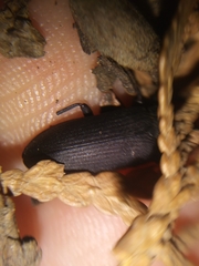 Tenebrio obscurus