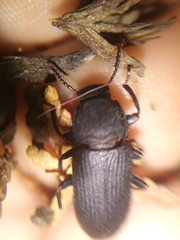 Tenebrio obscurus