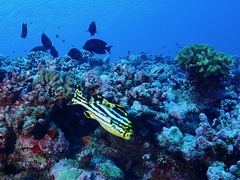 Plectorhinchus lessonii