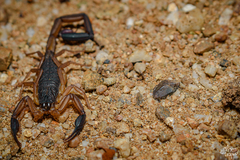 Centruroides chiapanensis