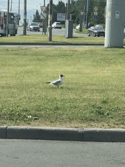 Chroicocephalus ridibundus