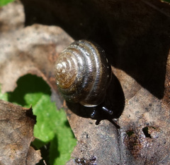 Perforatella bidentata