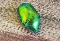 Protaetia cuprea