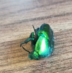Protaetia cuprea