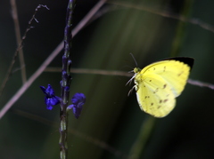 Eurema brigitta