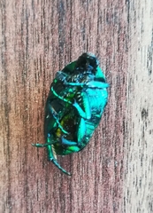 Protaetia cuprea