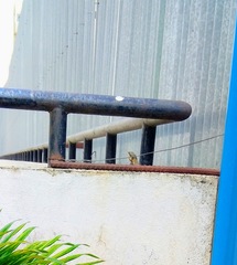 Psammophilus dorsalis