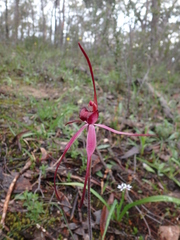 Caladenia clavescens
