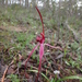 Castlemaine Spider Orchid - Photo (c) Michael Keogh, some rights reserved (CC BY-NC-SA), uploaded by Michael Keogh