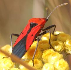 Stalagmostethus fuscatus fairmairei