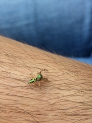 Paraphidippus aurantius