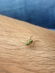 Paraphidippus aurantius