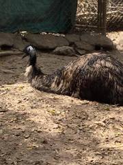Struthioniformes