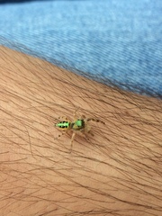 Paraphidippus aurantius