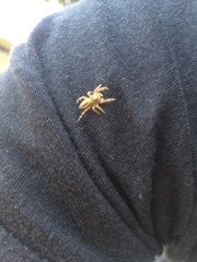 Paraphidippus aurantius