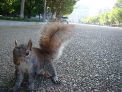 Sciurus carolinensis