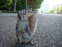 Sciurus carolinensis