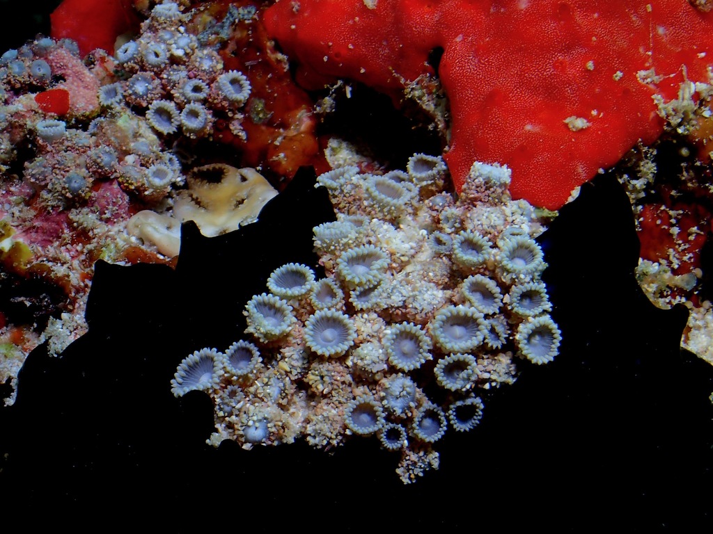Neozoanthidae