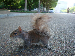 Sciurus carolinensis