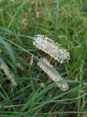 Phleum pratense