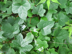 Menispermum dauricum