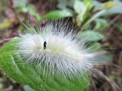 Calliteara pseudabietis