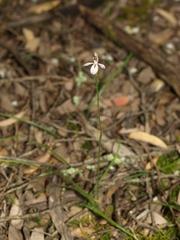 Caladenia cleistantha