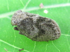 Dentatissus damnosus