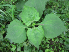 Sigesbeckia orientalis