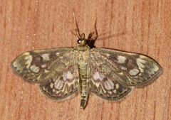 Anania coronata
