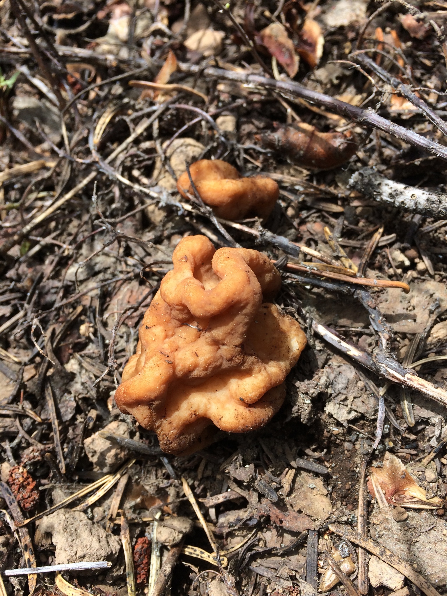 Gyromitra montana image