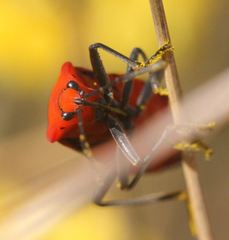 Stalagmostethus fuscatus fairmairei
