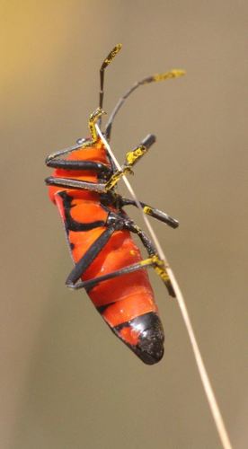 Stalagmostethus fuscatus