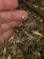 Caladenia cleistantha