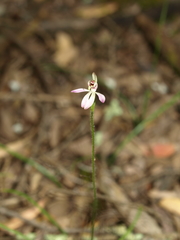 Caladenia cleistantha