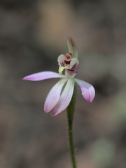 Caladenia cleistantha