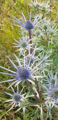 Eryngium amethystinum