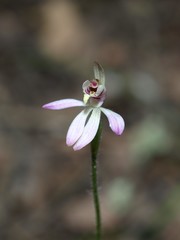 Caladenia cleistantha
