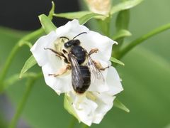 Melitta haemorrhoidalis