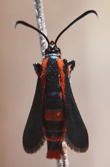 Synanthedon polygoni