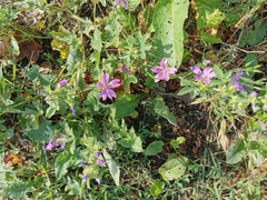 Malva sylvestris sylvestris