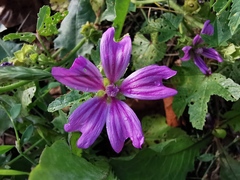 Malva sylvestris sylvestris
