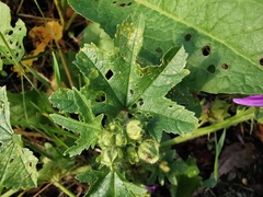 Malva sylvestris sylvestris