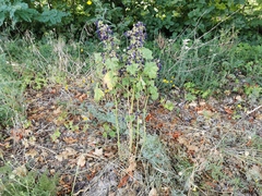 Malva sylvestris sylvestris