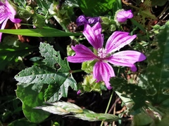 Malva sylvestris sylvestris