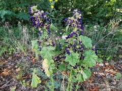 Malva sylvestris sylvestris